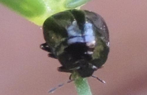 Coptosoma scutellatum
